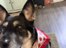 Mackenzie O’Connell