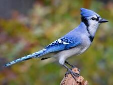 thenicebluejay