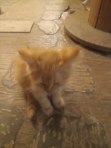 Amy (I'd Rather Be Sleeping)