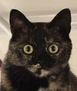 Sara