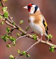 Carduelis
