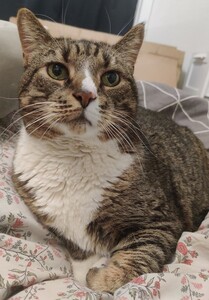 Anja