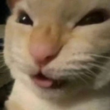 Alex ≽^•⩊•^≼