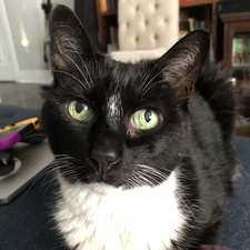Ali