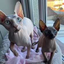 Tierney Mackenzie-Read