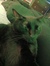 Sadie N...