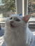 Sofie S...