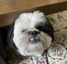 Roxi