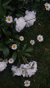 flowergarconislonely