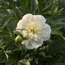 Meredith Charbonneau