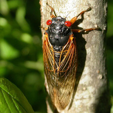 Cicada Joe