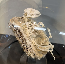 bel  ૮꒰◞ ˕ ◟ ྀི꒱ა