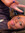 Ebony P...