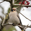 cedarwaxwing