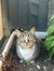 izzie