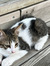 Liloo