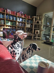 Tess