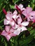 Oleander