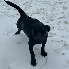 rigbone