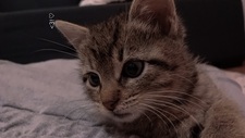 Ella