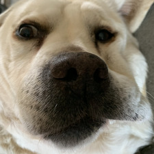 Perka