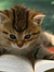 catcanread
