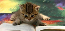 catcanread