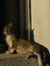 radu_0812