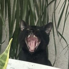 Viv