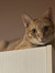 Alley Cat