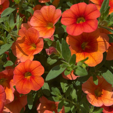 ₊✩‧₊˚Aub˚₊✩‧₊