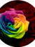 Rose Wh...