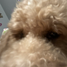 Delphie