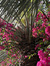 زهراء