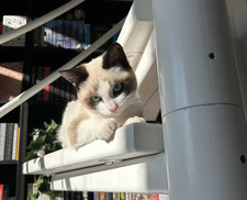 Emma-Lee ⸆⸉ ₊⊹☆