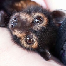 harmonybat