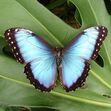 butterfly is back (barely, mostly on insta)