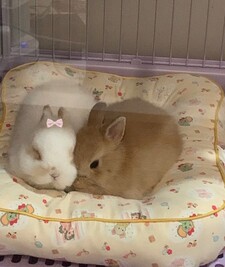 Katrina꒰ᐢ. .ᐢ꒱