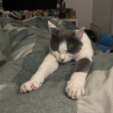 The Occasional Reader