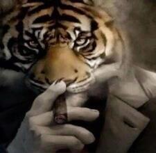 Querencia