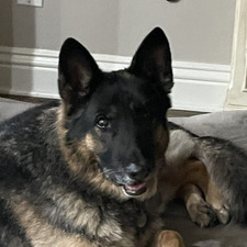 Matthew Maurizi The Kotlc fan 