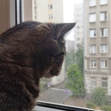Kozionogin