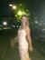 Ivana T...