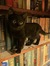 AReads 