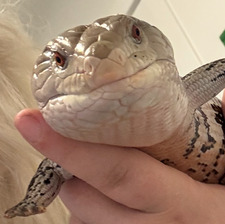 Chloe