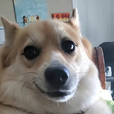 joshylovespizza