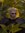 Maksym