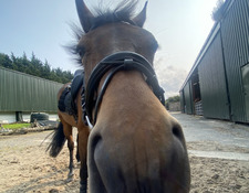 Delphi MacWhite-Begg