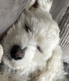 Peyton⚽️🏒🏀 Appah