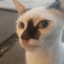 Soya